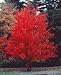 Kanadischer Rotahorn - Acer rubrum - Samen