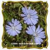 Chicory (Cichorium intybus) Jumbo Wildflower Seed Packet - 2000 Seeds