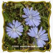 1 Lb Chicory (Cichorium intybus) Bulk Wildflower Seeds