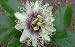 Edible Passion Flower 5 Seeds - Passiflora edulis