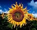 Head of a Sunflower, Art Poster, size 20 x 16