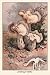 Art Poster, Helvella Crispa - 18.75 x 27.5