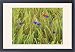 Framed Prints of corn flowers and field poppy (Papaver rhoeas) - growing amidst barley field from Ardea Wildlife Pets