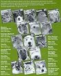 Barrons Books American Shorthair Cats Manual