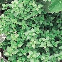 English Thyme Herb - 4 Plants - Thymus Vulgaris