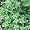 English Thyme Herb - 4 Plants - Thymus Vulgaris