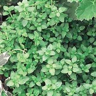 English Thyme Herb - 4 Plants - Thymus Vulgaris