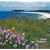 Wild About Cornwall