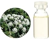 生活の木 C アンジェリカ エッセンシャルオイル 10ml