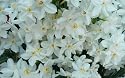12 Large Ziva Paperwhite Daffodil Flower Bulbs