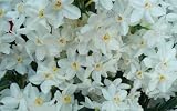 12 Large Ziva Paperwhite Daffodil Flower Bulbs