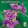 Wildflowers: 2003