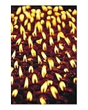 Enlightened Photographic Poster Print by Jamie Williams, 16x20