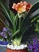 Close-Up of a Kaffir-Lily Plant (Clivia Minata) Photographic Poster Print by G. Cigolini, 24x32