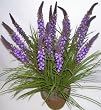 24" Silk Torch Flower and Wild Grass (purple)