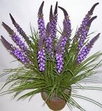 Purple Beauty Silk  Wild Grass 