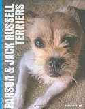 Parson & Jack Russell terriers