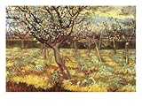 IMAGE OF Apricot Trees In Blossom Fine Art Premium Poster Print by Vincent van Gogh, 12x16