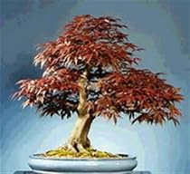 ACER RUBRUM - RED MAPLE - 10 SEEDS