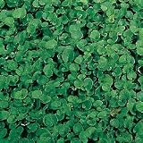 Dichondra Seeds - Dichondra
