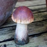 from Gardens2You Terracotta Mushroom or Toadstool Garden Ornament