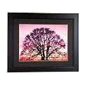Cypress Modern Framed Art - 16x20"