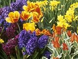 510YjZ28YLL. SL160  Mixed Flowering Bulbs: Tulips, Narcissi, Hyacinths Photographic Poster Print by Elke Borkowski, 12x16