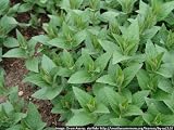 from Haddons CATMINT catnip catgrass - Nepeta cataria 100 SEEDS
