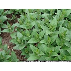 CATMINT catnip catgrass - Nepeta cataria 100 SEEDS