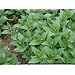 CATMINT catnip catgrass - Nepeta cataria 100 SEEDS