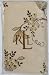 Lauren by Ralph Lauren Bedding, Plage D'Or Floral Euro Pillow Sham