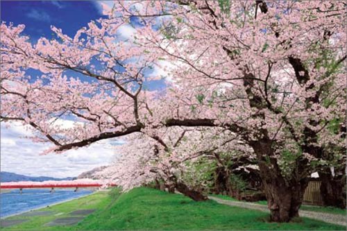 1000ピース 桜道-桧木内川堤 10-630S