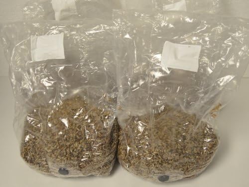 4 Two Quart Bags of Sterilized Rye Berry Mushroom Spawn in Injector Port Bags