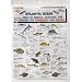 Tight lines Saltwater Fish Chart #5
