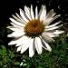 Echinacea Fragrant Angel - Coneflower - Perennial Plant