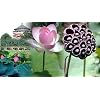 Pink Sacred Water Lily 5 Seeds - Nelumbo nucifera
