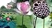 Pink Sacred Water Lily 5 Seeds - Nelumbo nucifera