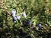 Atropa Belladonna - 18"W x 14"H - Peel and Stick Wall Decal by Wallmonkeys
