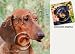 Dachshund Dog Drink Coasters - Red