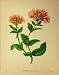 C1880 Colour Botanical Print Hemp Agrimony Plant