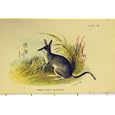 c1807 COMMON RABBIT-BANDICOOT NATURAL HISTORY PRINT