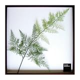 F-style ���[�t�p�l���E625x625x30mm�@Adiantum raddianun