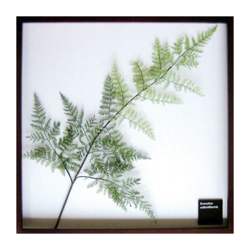 F-style リーフパネル・625x625x30mm　Adiantum raddianun