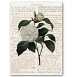 Camelia Combo 1 - 5" x 7" Vellum Overlay Greeting Card