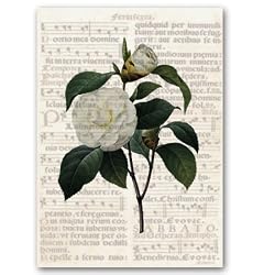 Camelia Combo 1 - 5" x 7" Vellum Overlay Greeting Card