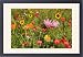 Framed Prints of Summer flower mix - colourful summer flower mix of cosmea, scarlet flax, from Ardea Wildlife Pets