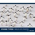 Starke Typen 2012: Welt der Tiere - Wildlife Photography