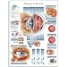 3B Scientific Glossy Paper Diseases of The Eye Anatomical Chart