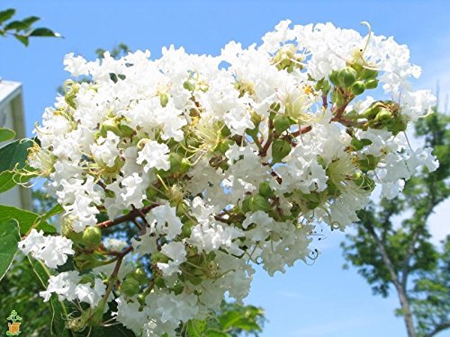Natchez Crape Myrtle 'Lagerstroemia indica x fauriei' - 12 Natchez Crape Myrtle 'Lagerstroemia indica x fauriei' - 12