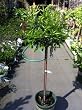 Clementine Mandarin Orange Tree, Five Gallon Container by Monrovia Growers